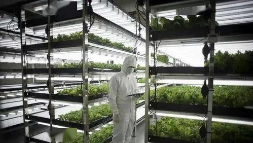 疫情下日本植物工厂效益大幅提升 多家大型植物工厂开始运行
