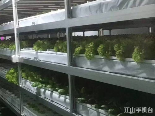 没有阳光土壤也能 种 菜 探秘江山首家植物工厂,里面竟是这样